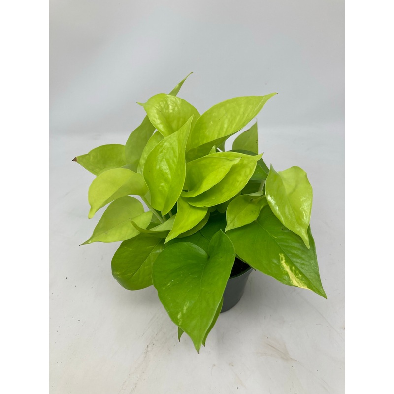 Epipremnum Aureum Pothos Neon