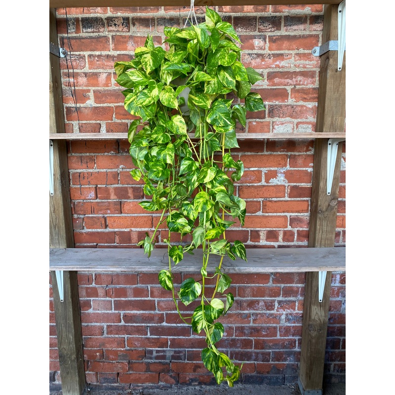 Epipremnum Pothos Churchill Gold