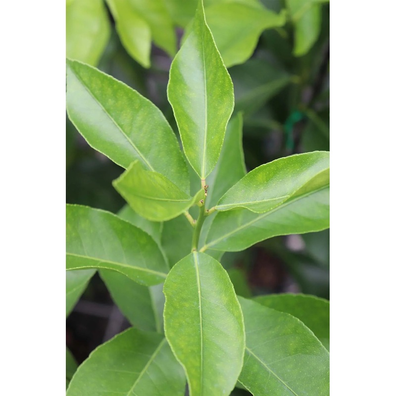 Eureka Lemon Tree