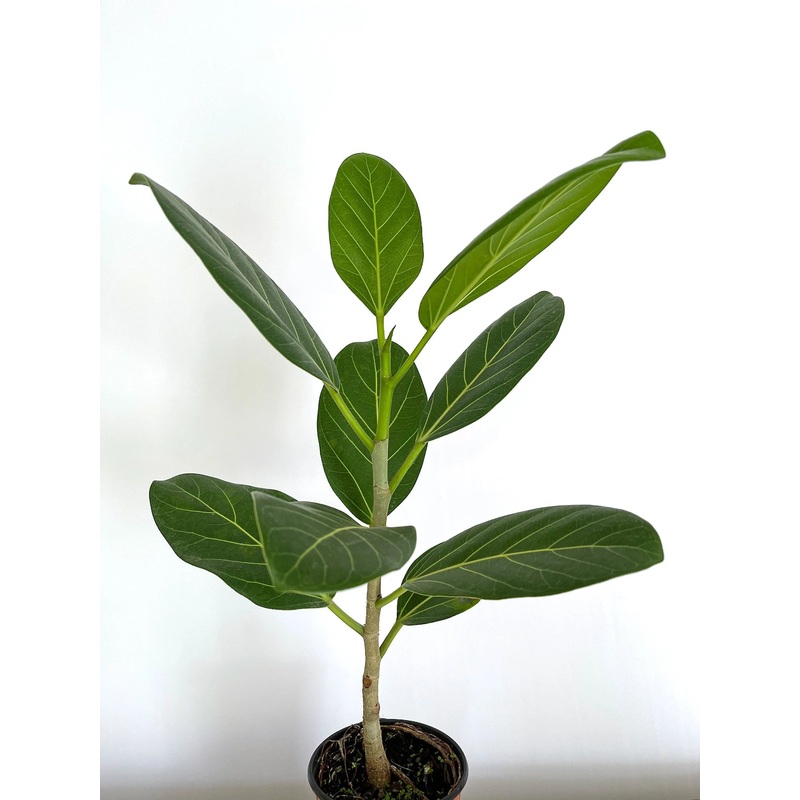 Ficus Benghalensis Ficus Audrey