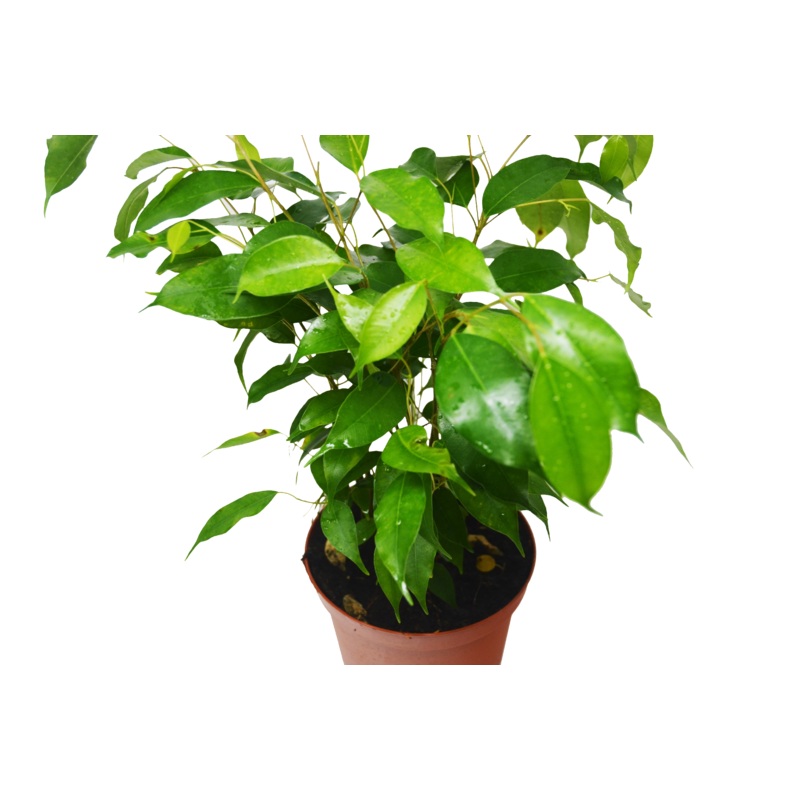 Ficus ‘Benjamina’|4″ Pot|6″ Pot