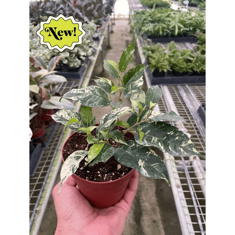 Ficus ‘El Dorado’|4″ Pot