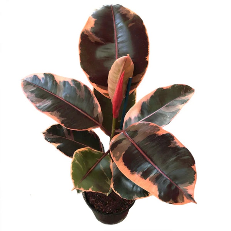 Ficus Elastica ‘Ruby’|6″ Pot|8″ Pot|4.5 Pot|2.5″ Pot