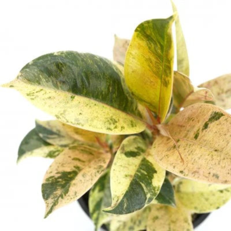 Ficus Elastica ‘Shivereana Moonlight’