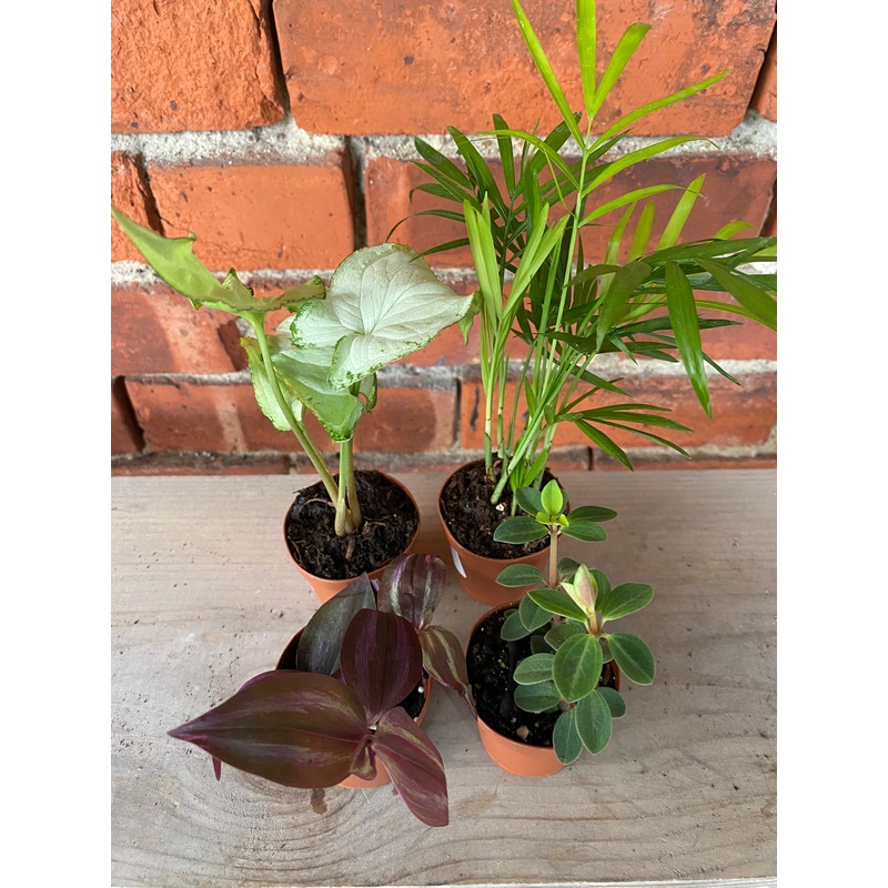 Foliage Plants – Assorted Varieties