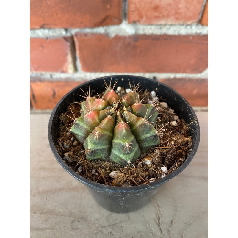 Gymnocalycium mihanovichii ‘Chin Cactus’