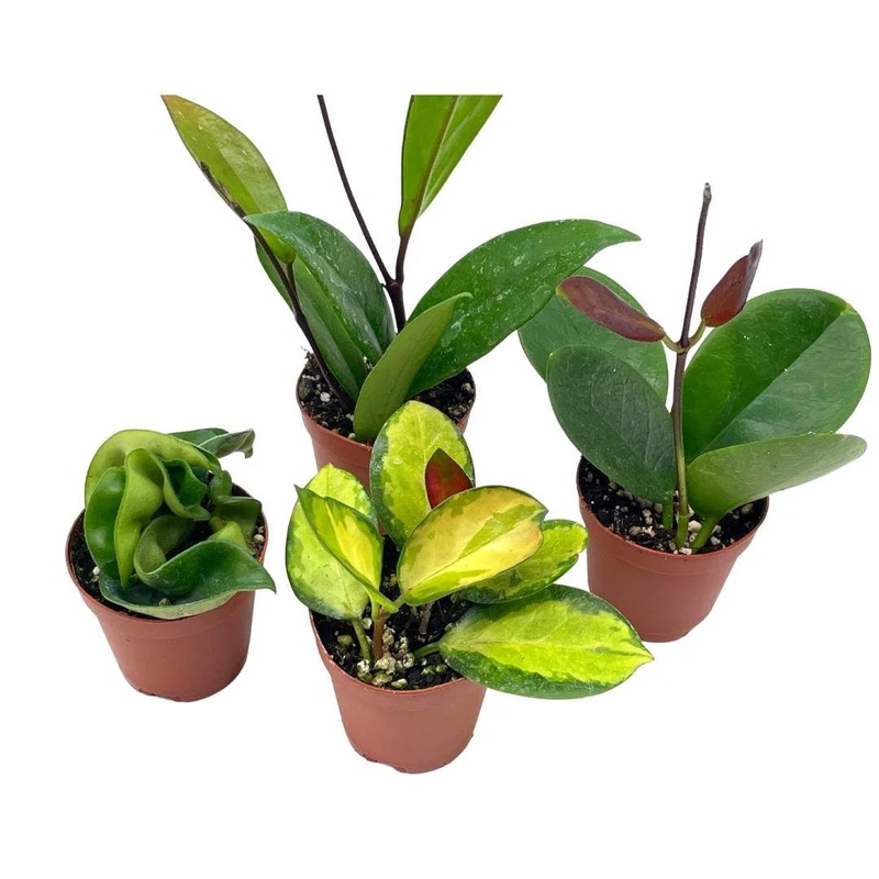 Hoya ‘Assorted Varieties’|4″ Pot|4″ Hanging Basket|2″ Pot