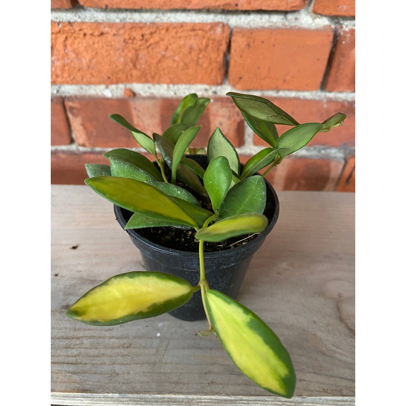 Hoya DS-70 Variegated|3″ Pot