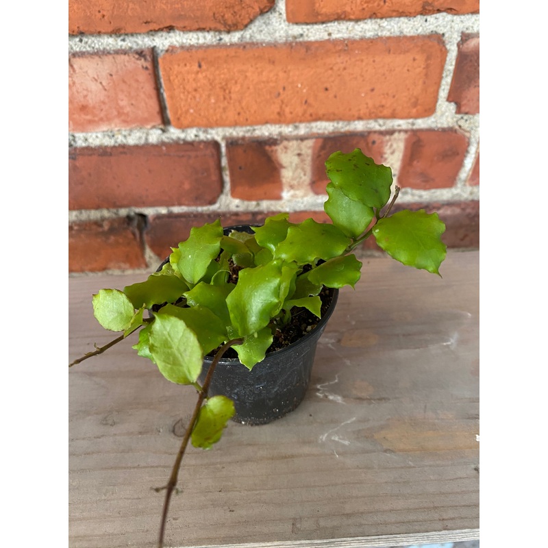 Hoya endauensis|3″ Pot