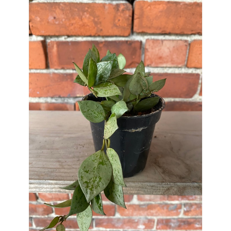 Hoya krohniana ‘Artic’|3″ Pot