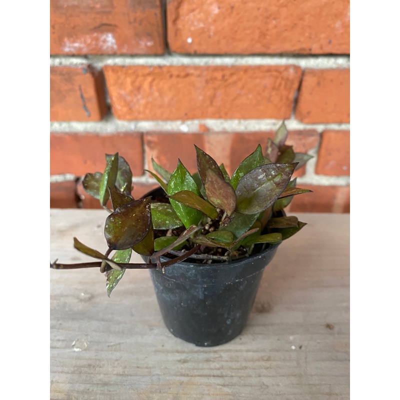 Hoya krohniana ‘Black’|3″ Pot