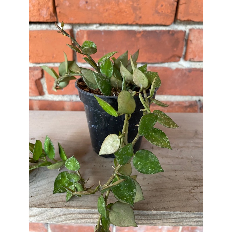 Hoya krohniana ‘Splash’|3″ Pot