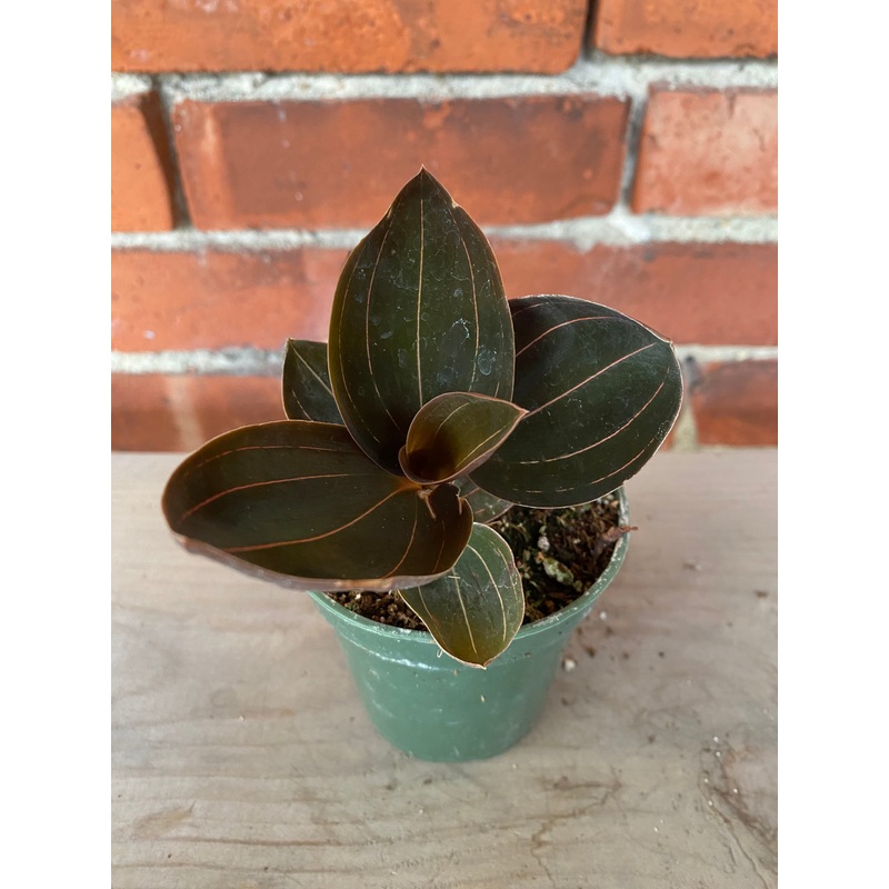 Ludisia discolor  ‘Black Jewel Orchid’