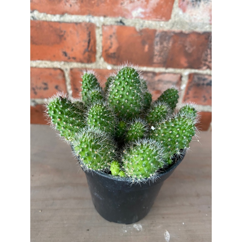 Mammillaria carmenae ‘Globe Cacti’