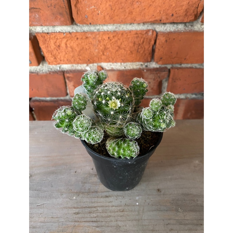 Mammillaria fragilis ‘Thimble Cactus’