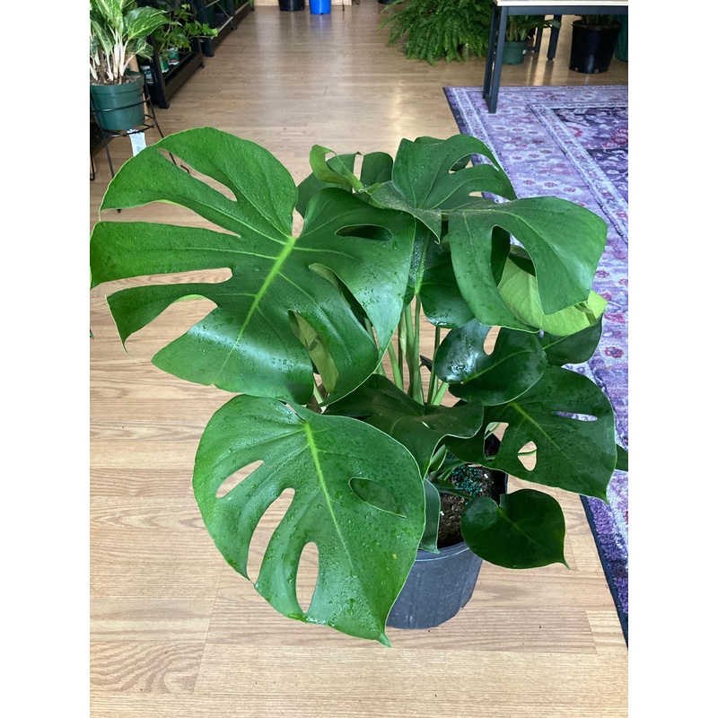 Monstera Deliciosa ‘Split Leaf’