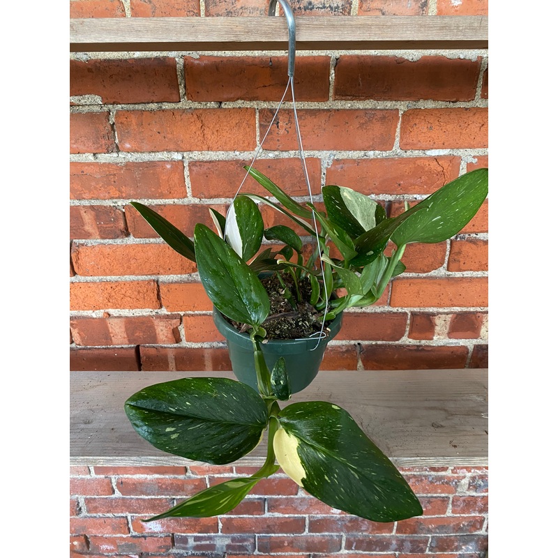 Monstera standleyana ‘Albo’|6″ Hanging Basket