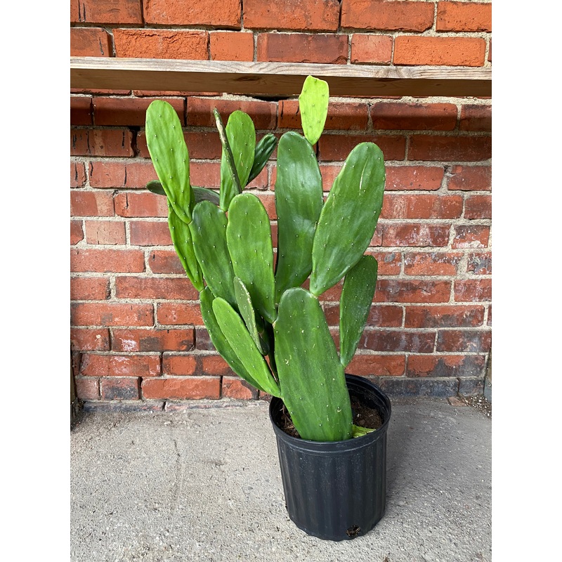 Opuntia ‘Prickly Cacti’|10″ Pot