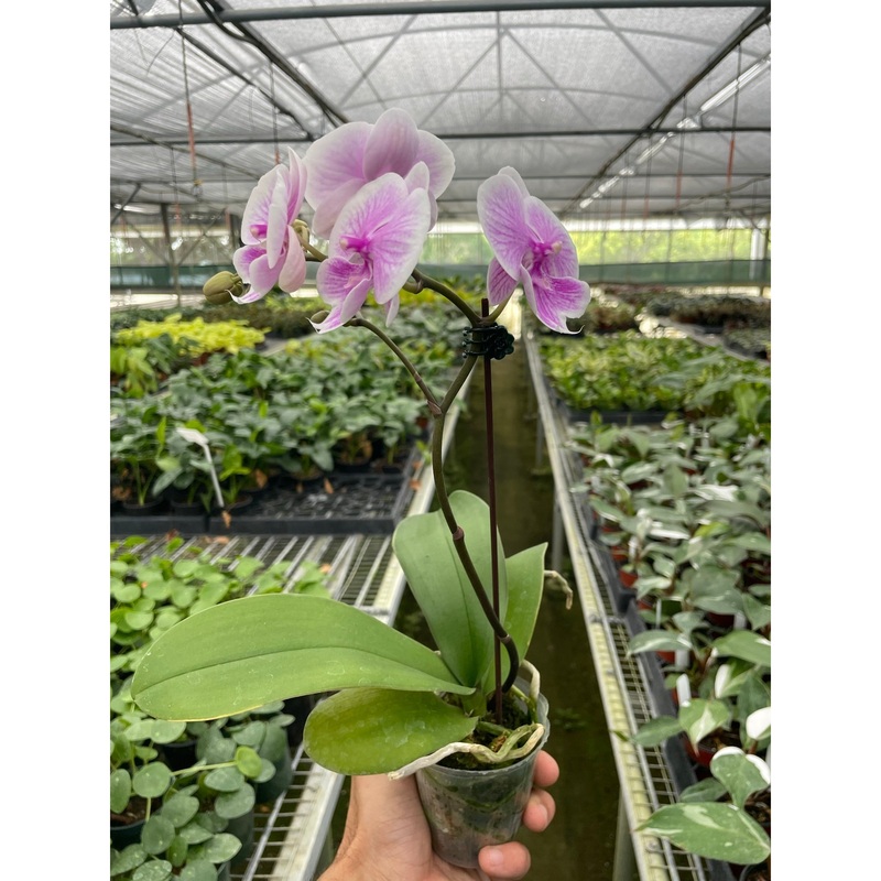 Orchid ‘Light Pink Phalaenopsis’
