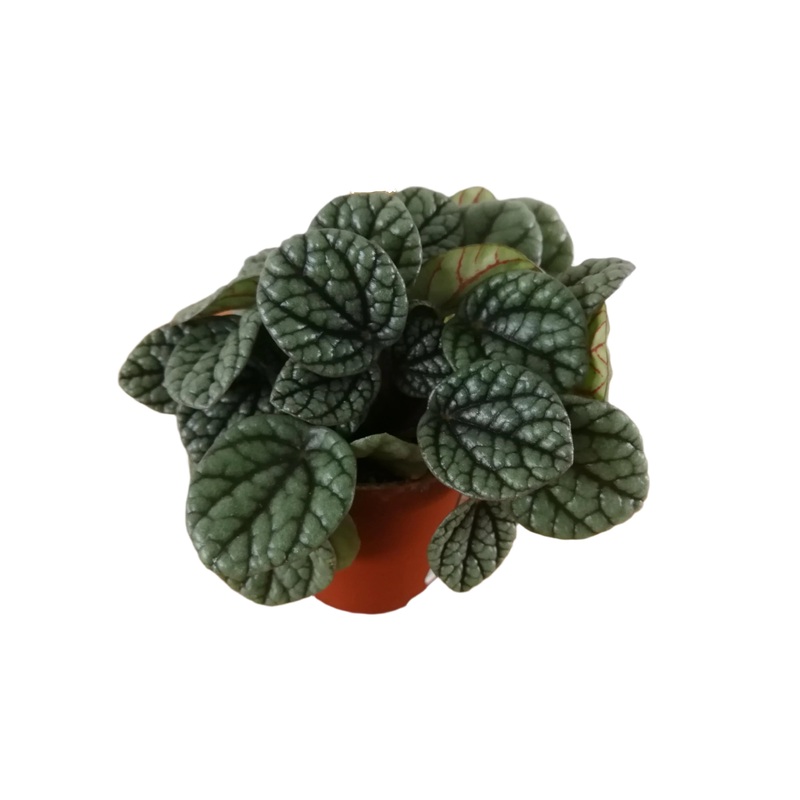 Peperomia caperata ‘Greyhound’