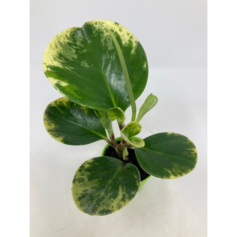 Peperomia Obtusifolia ‘Marble’