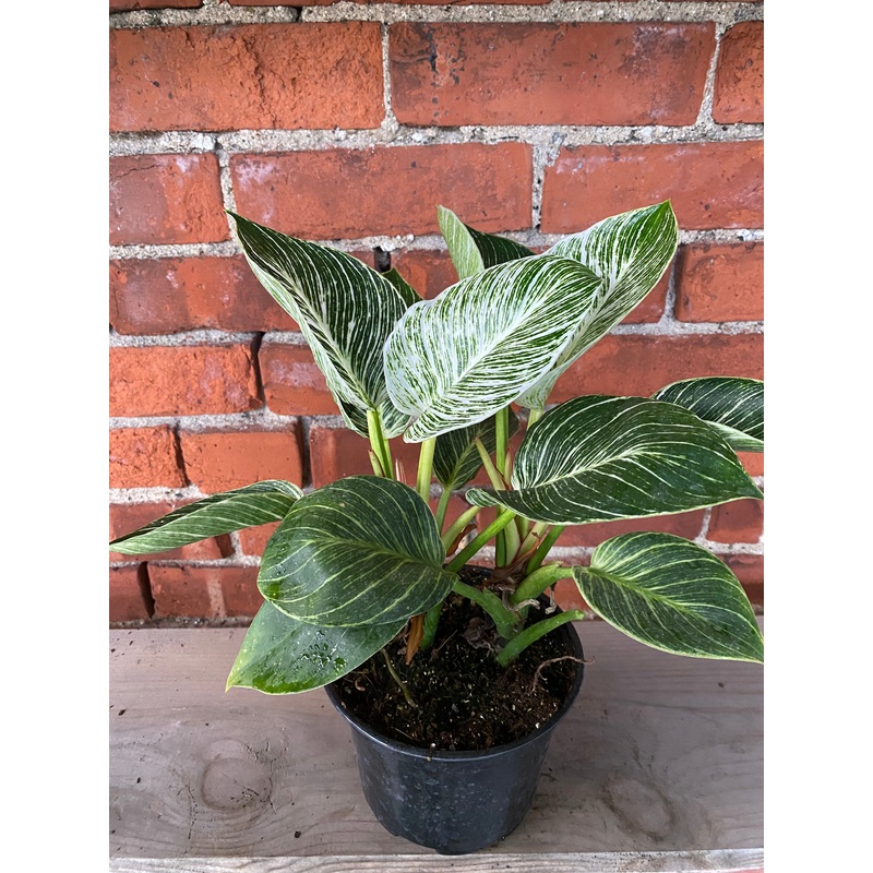 Philodendron ‘Birkin’|4.5″ Pot|6″ Pot