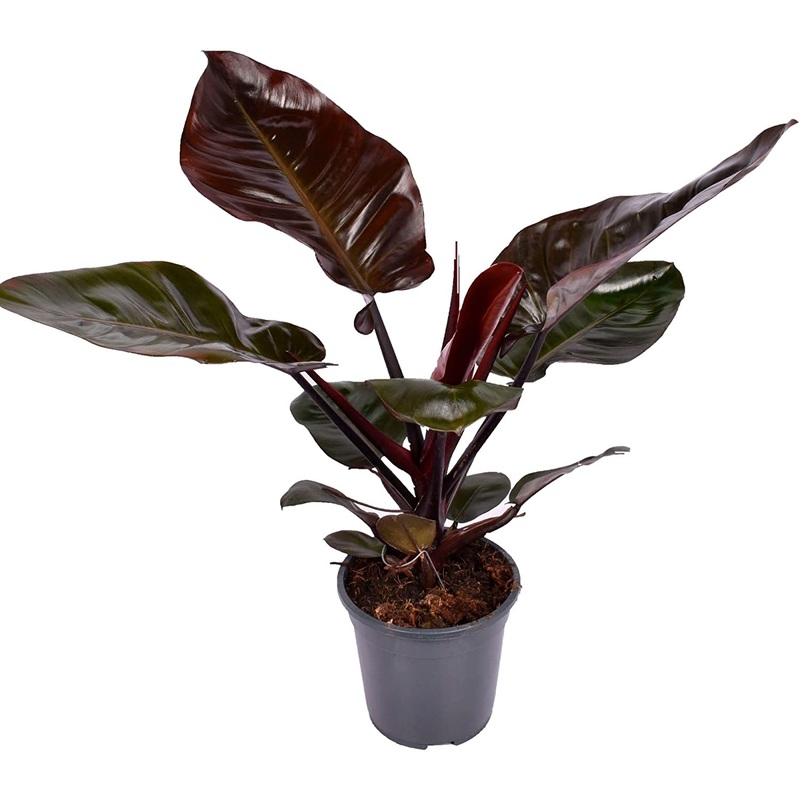 Philodendron Black Cardinal|4.5″ Pot|8″ Pot
