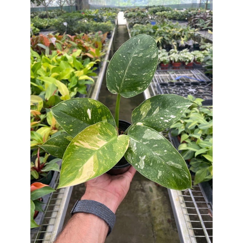 Philodendron ‘Congo Nuclear’|4″ Pot