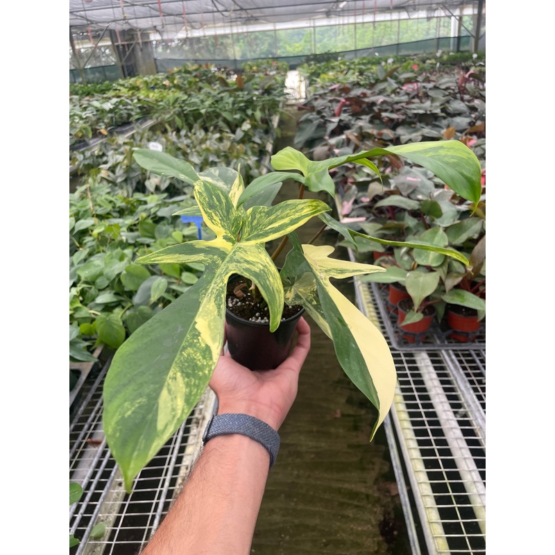 Philodendron Florida Beauty Variegated