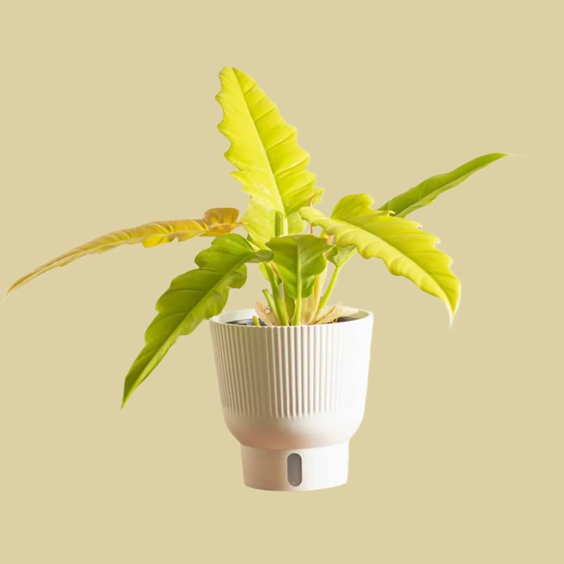 Philodendron Golden Crocodile|6″ Pot