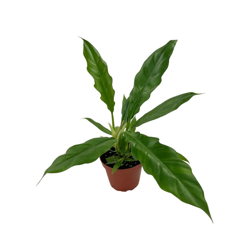Philodendron ‘Jungle Boogie’|6″ Pot|4.5″ Pot