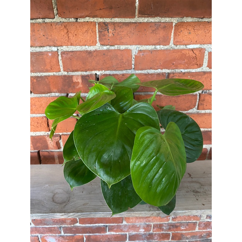 Philodendron pittierii|6″ Pot