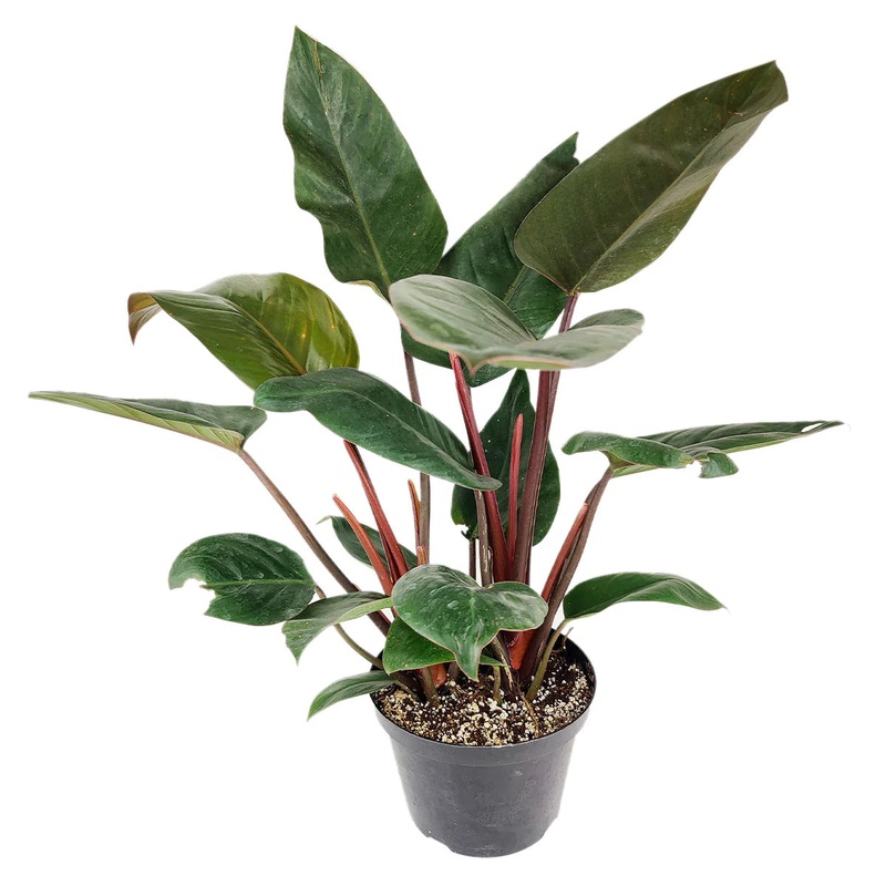 Philodendron Red Congo|10″ Pot|6″ Pot|8″ Pot|14″ Pot
