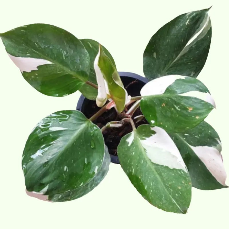 Philodendron ‘White Knight’|6″ Pot