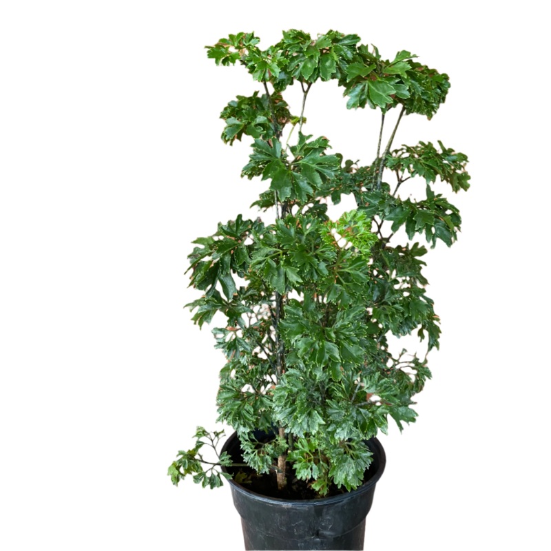 Polyscias ‘Aralia Ming Parsley Plant