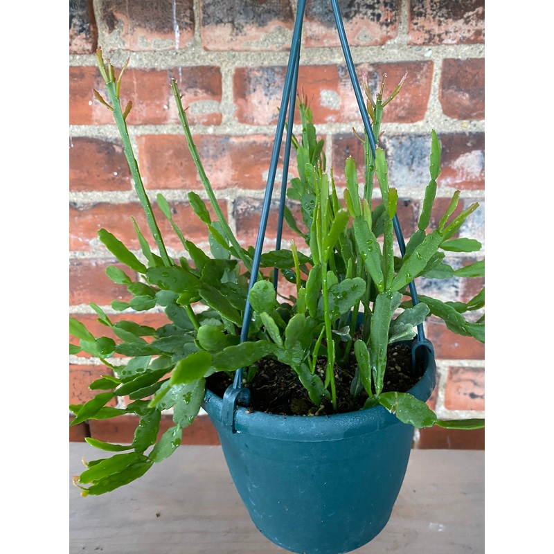 Rhipsalis micrantha|6″ Hanging Basket