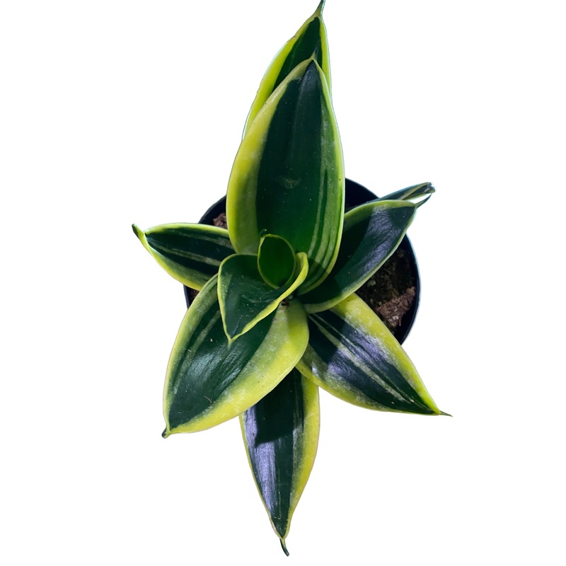 Sansevieria Hahnii ‘Lotus Snake Plant’