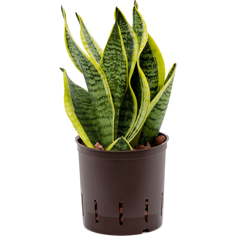 Sansevieria laurenti Superba|6″ Pot|8″ Pot|4″ Pot