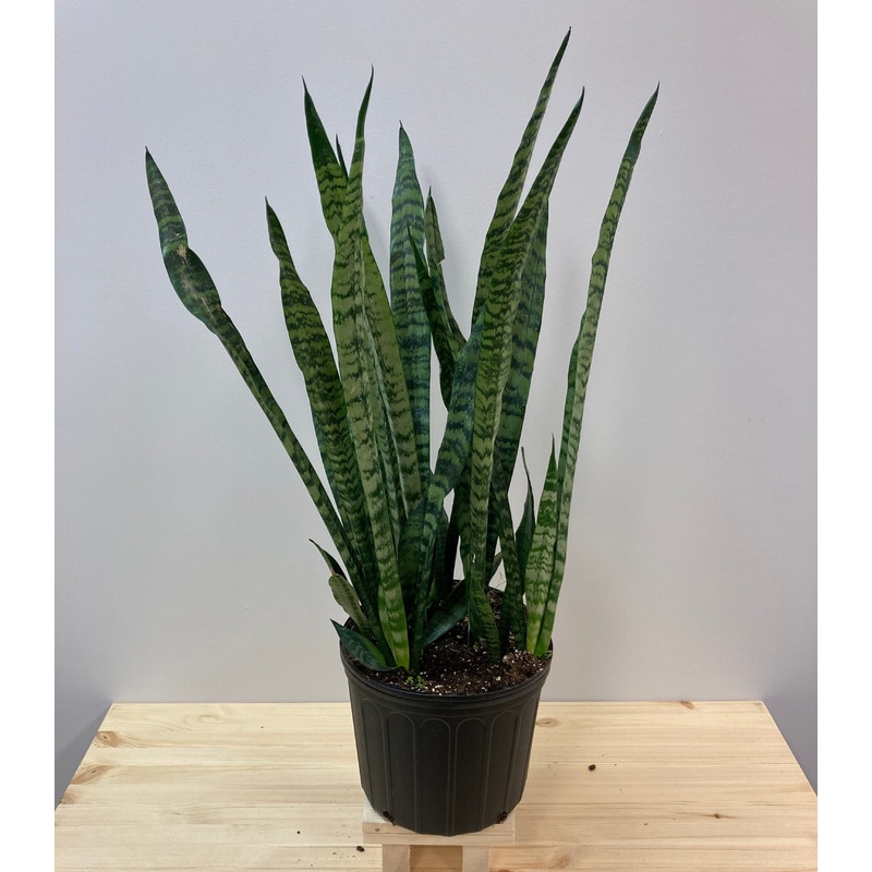 Sansevieria robusta|10″ Pot|8″ Pot|4″ Pot|6″ Pot