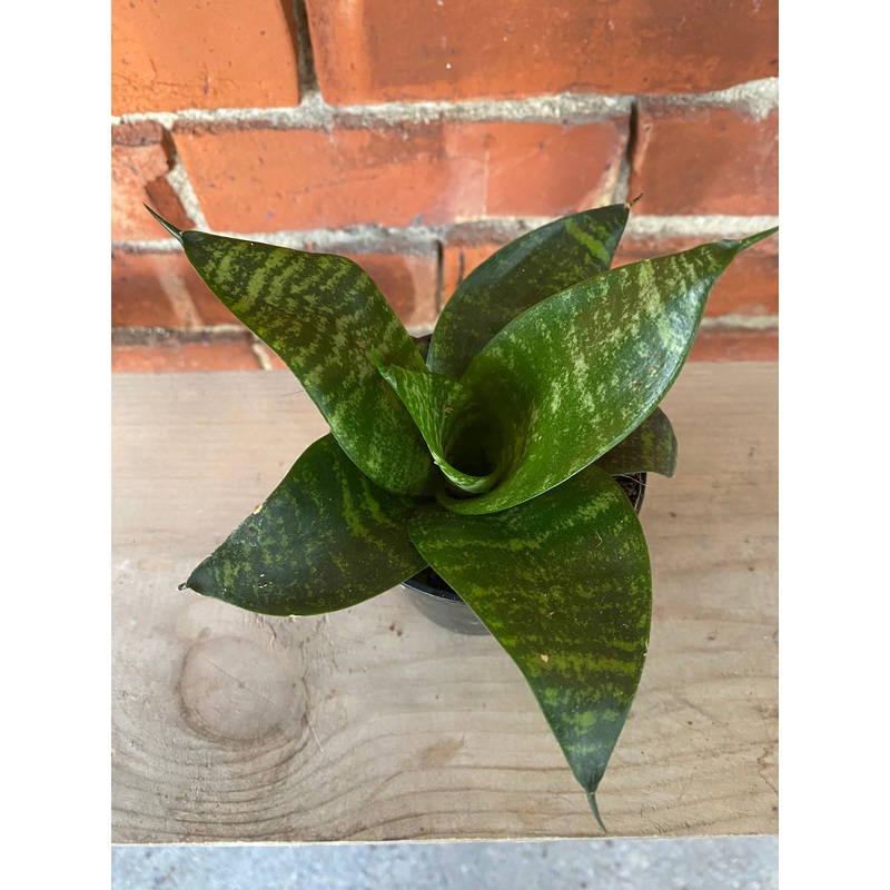 Sansevieria ‘Star power Forest’
