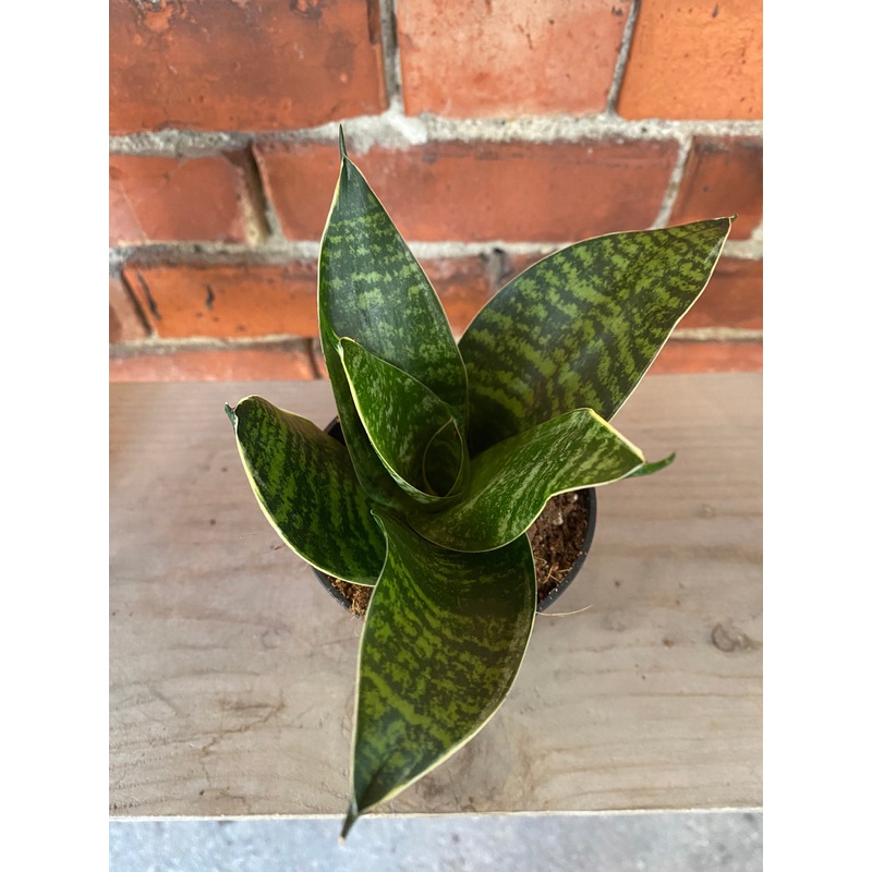 Sansevieria ‘Star Power Green’