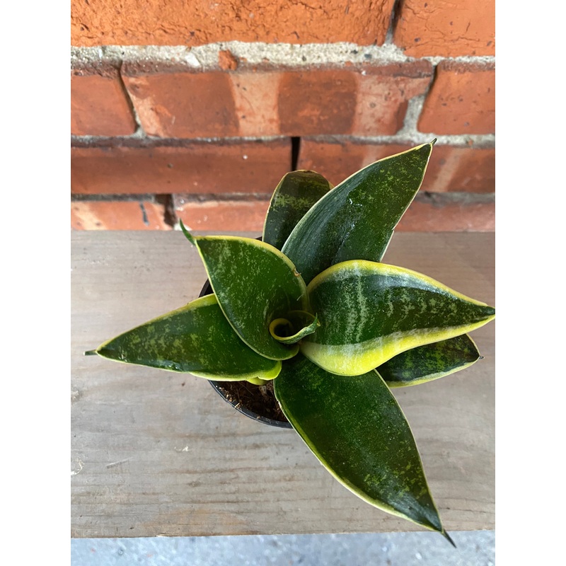 Sansevieria ‘Star Power Ocean’