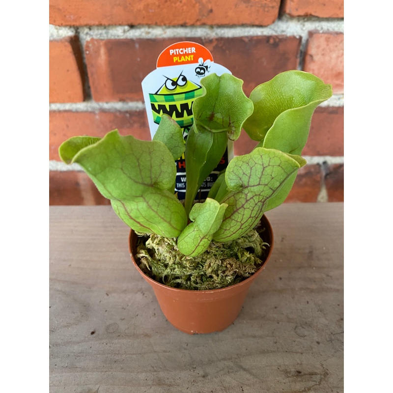 Sarracenia ‘Carnivorus Trumpet’