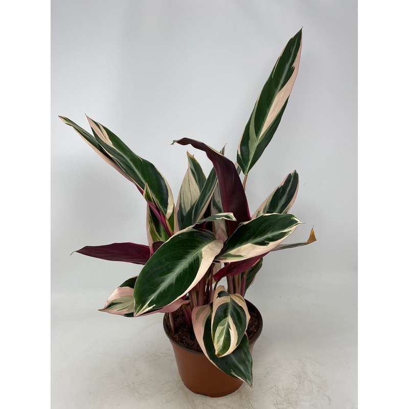 Stromanthe Sanguinea Stromanthe Triostar