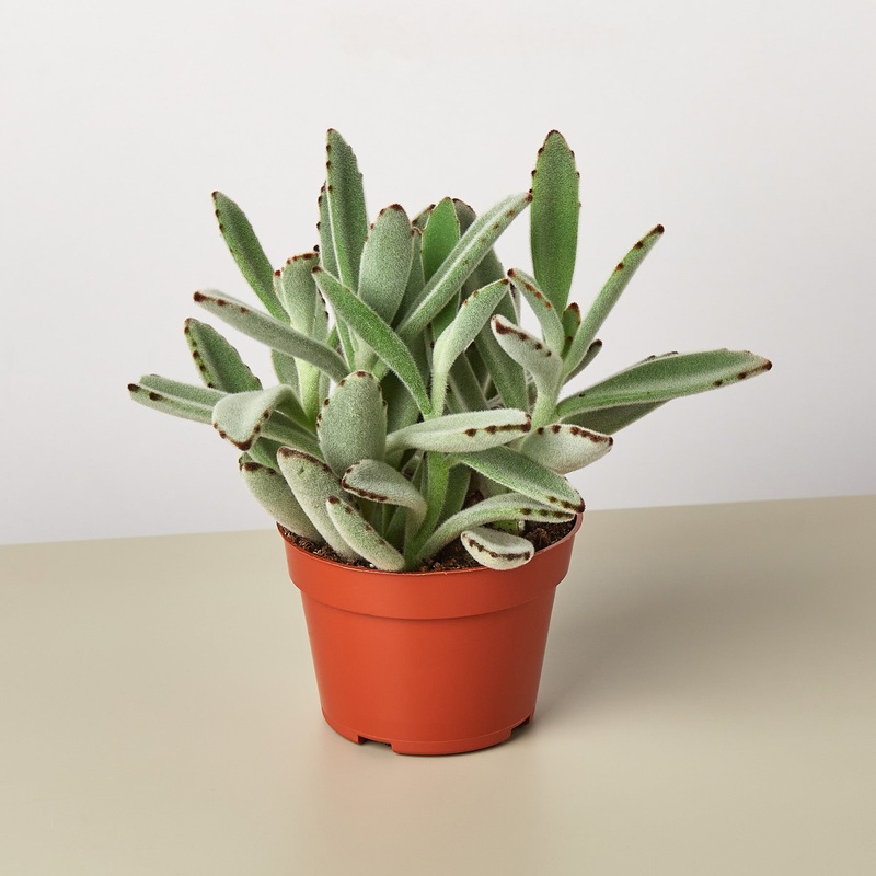 Succulent Kalanchoe ‘Panda Plant’