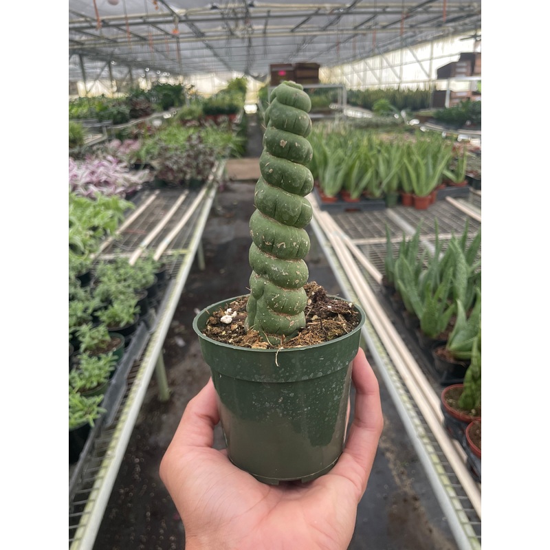 Succulent Unicorn Cactus|4″ Pot