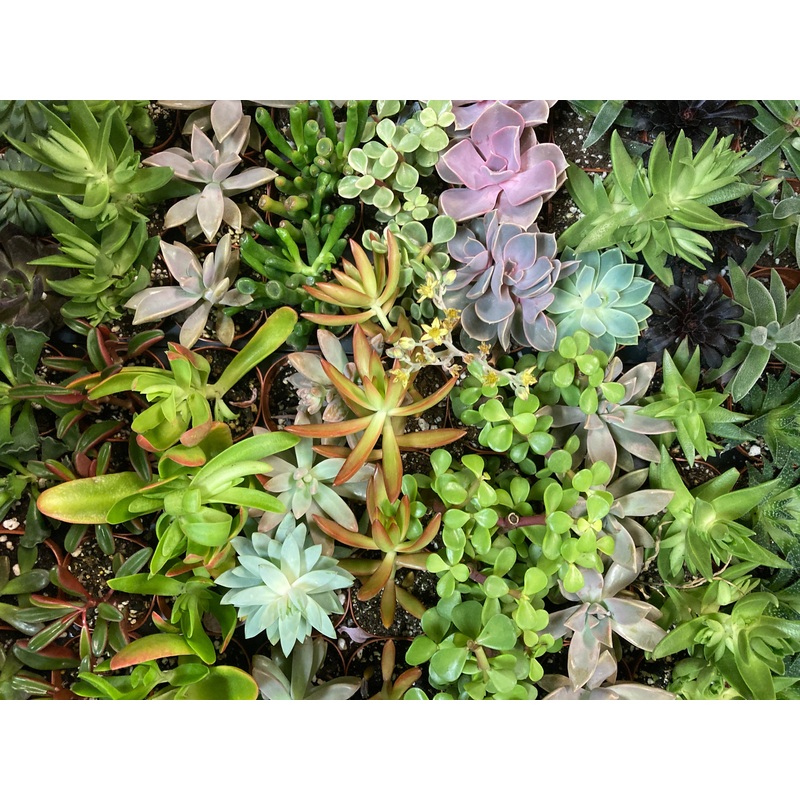 Succulents – Assorted|2″ Pot|4″ Pot|6″ Pot|6″ Hanging Basket|2.5″ Cauldron Cutie