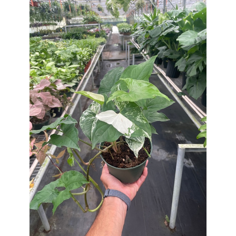 Syngonium ‘Albo’|6″ Pot