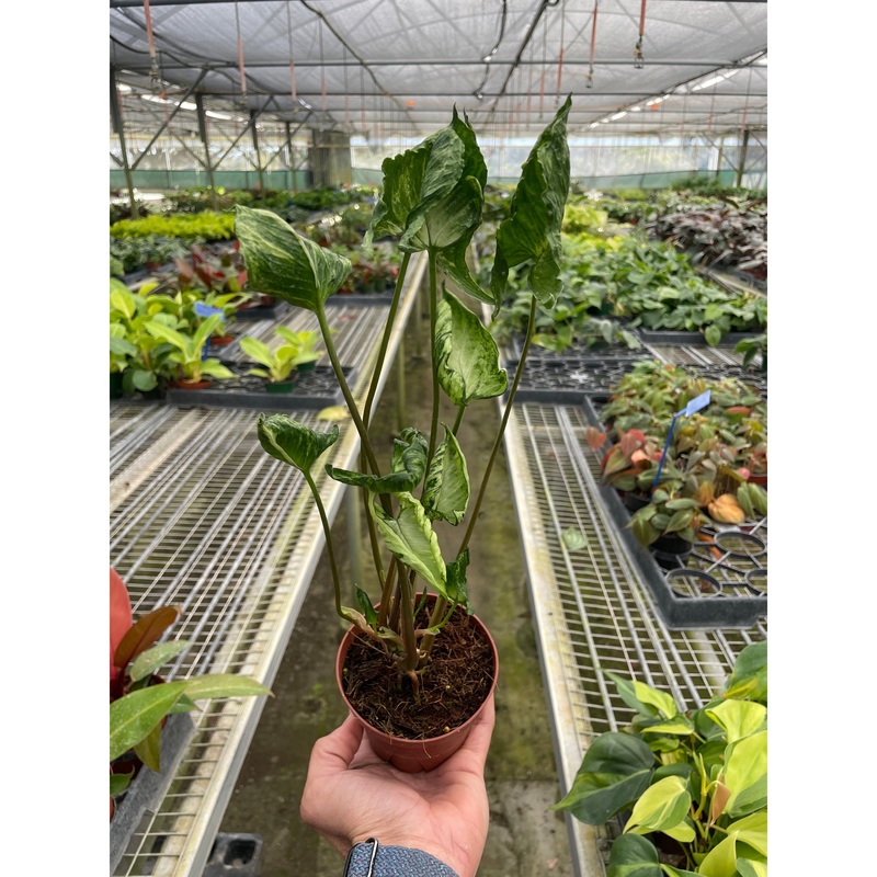 Syngonium ‘Godzilla’|4″ Pot