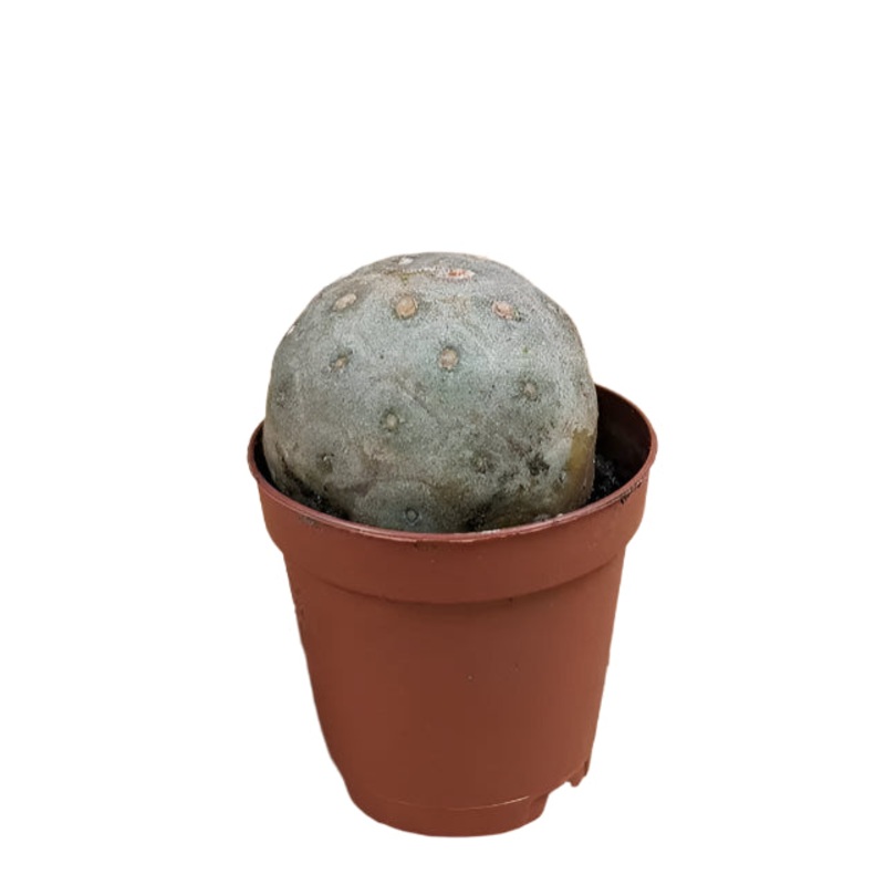 Tephrocactus geometricus ‘Snowman Cactus’